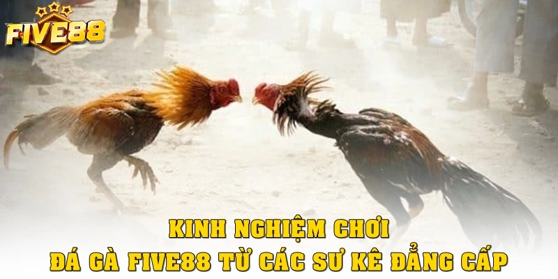 Kinh nghiệm chơi đá gà Five88 từ các sư kê đẳng cấp