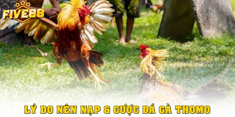 Lý do nên nạp & cược đá gà Thomo tại cổng game