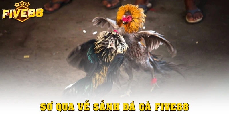 Sơ qua về sảnh đá gà Five88